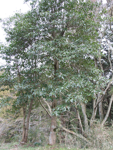 Viburnum odoratissimum var. awabuki