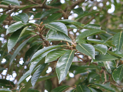 Viburnum odoratissimum var. awabuki