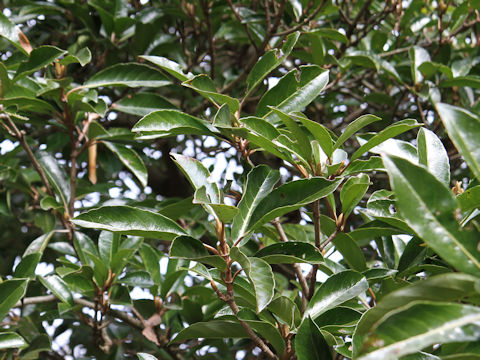 Viburnum odoratissimum var. awabuki