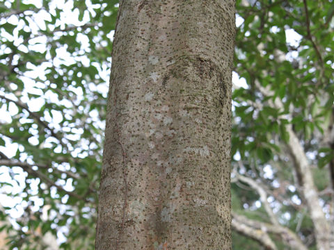 Viburnum odoratissimum var. awabuki