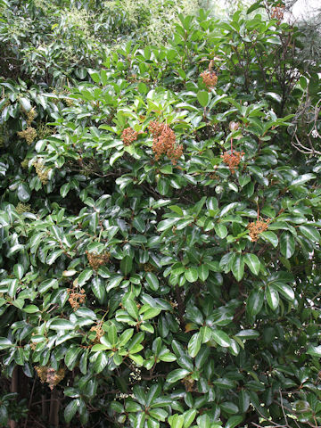 Viburnum odoratissimum var. awabuki