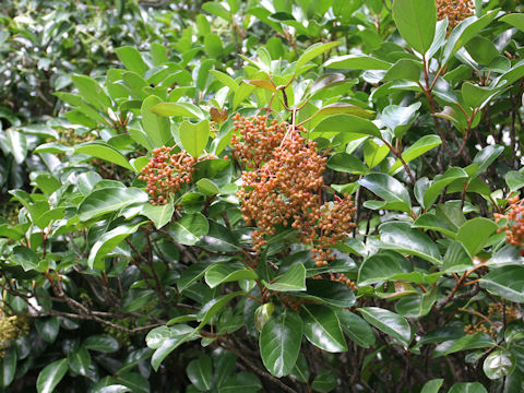 Viburnum odoratissimum var. awabuki