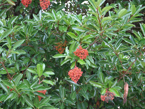 Viburnum odoratissimum var. awabuki