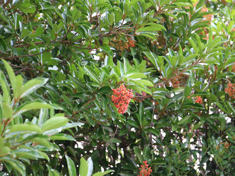 Viburnum odoratissimum var. awabuki