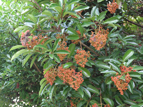 Viburnum odoratissimum var. awabuki