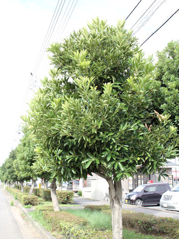 Viburnum odoratissimum var. awabuki