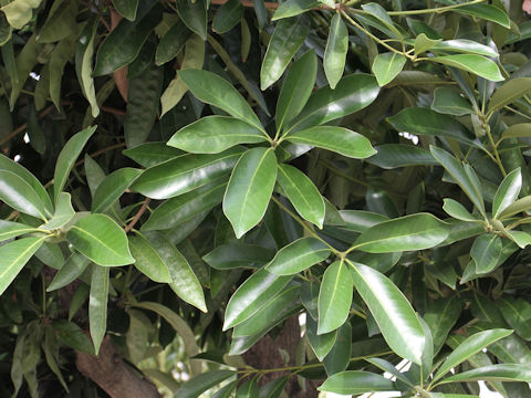 Viburnum odoratissimum var. awabuki