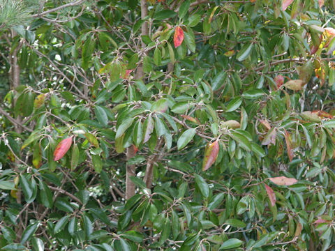 Viburnum odoratissimum var. awabuki