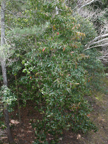 Viburnum odoratissimum var. awabuki