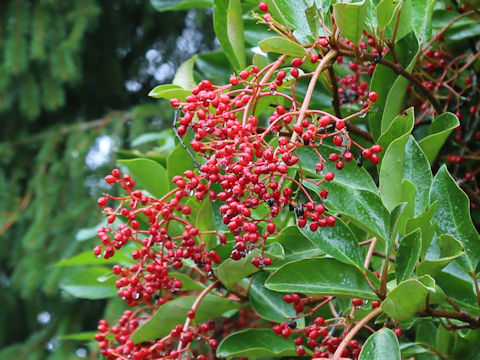 Viburnum odoratissimum var. awabuki