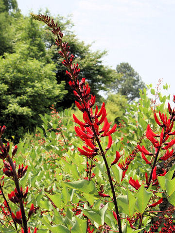 Erythrina x bidwillii