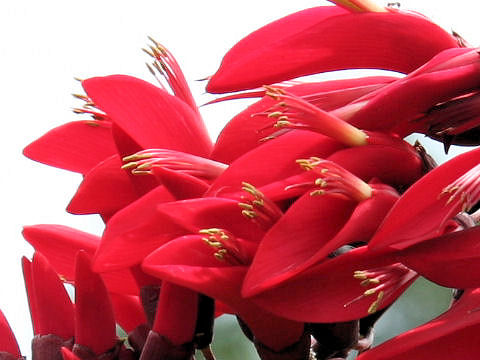 Erythrina x bidwillii