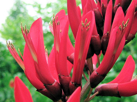 Erythrina x bidwillii