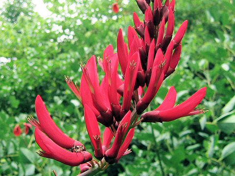 Erythrina x bidwillii