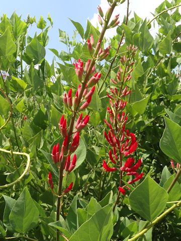 Erythrina x bidwillii