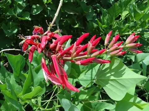 Erythrina x bidwillii