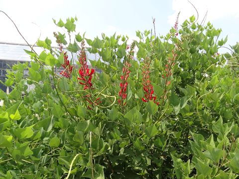 Erythrina x bidwillii