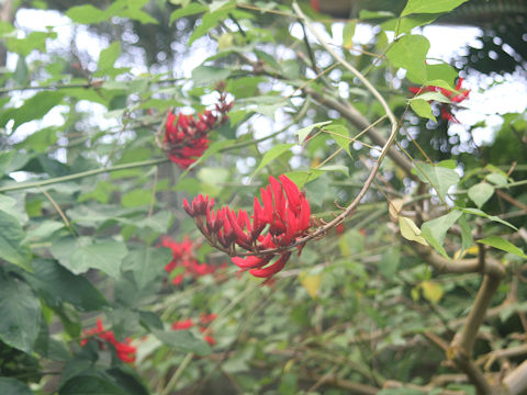 Erythrina x bidwillii