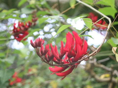 Erythrina x bidwillii