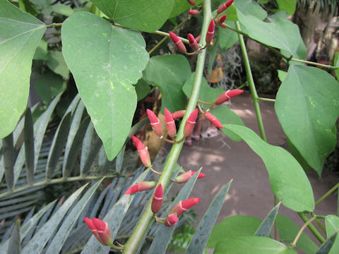 Erythrina x bidwillii