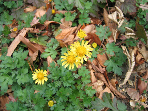 Chrysanthemum indicum var. aphrodite