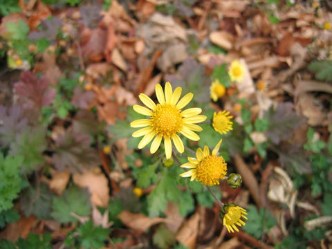 Chrysanthemum indicum var. aphrodite