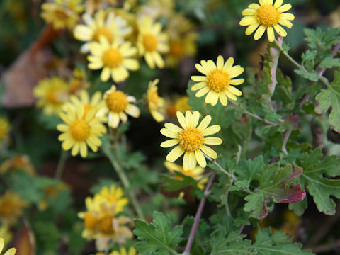 Chrysanthemum indicum var. aphrodite