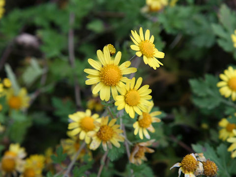 Chrysanthemum indicum var. aphrodite