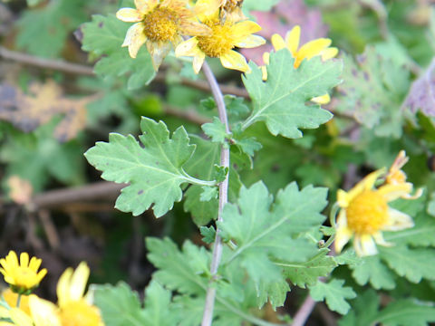 Chrysanthemum indicum var. aphrodite