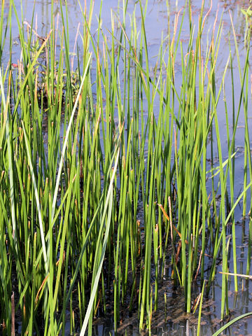 Scirpus triqueter