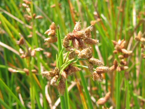 Scirpus triqueter