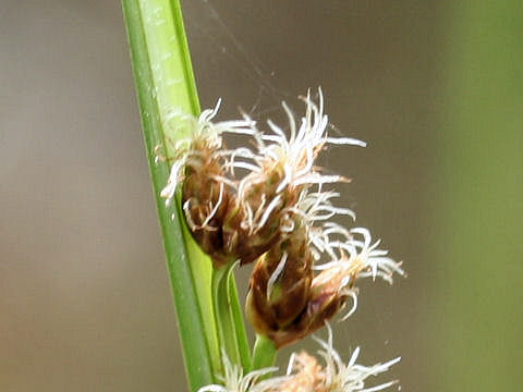 Scirpus triqueter