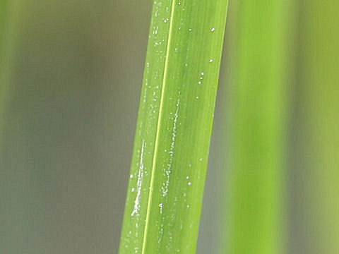 Scirpus triqueter