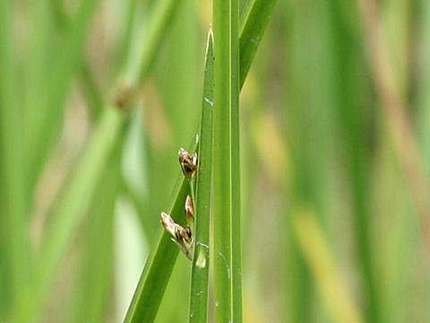 Scirpus triqueter