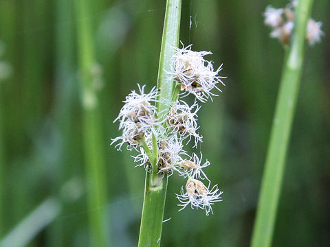 Scirpus triqueter