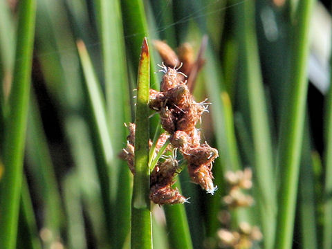 Scirpus triqueter