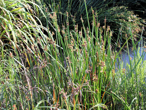 Scirpus triqueter