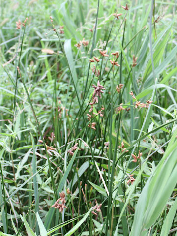 Scirpus triqueter