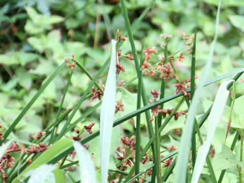 Scirpus triqueter