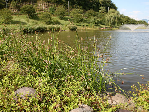 Scirpus triqueter