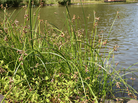 Scirpus triqueter