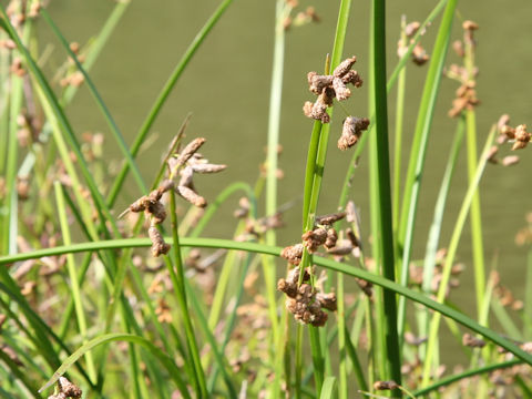 Scirpus triqueter