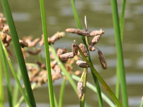 Scirpus triqueter