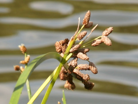 Scirpus triqueter