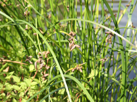 Scirpus triqueter