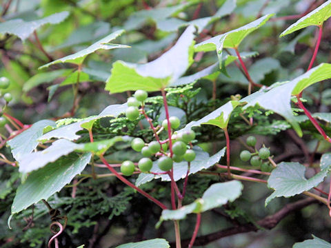 Vitis flexuosa