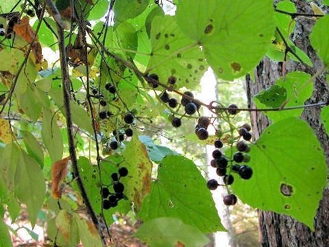 Vitis flexuosa