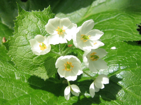 Diphylleia grayi