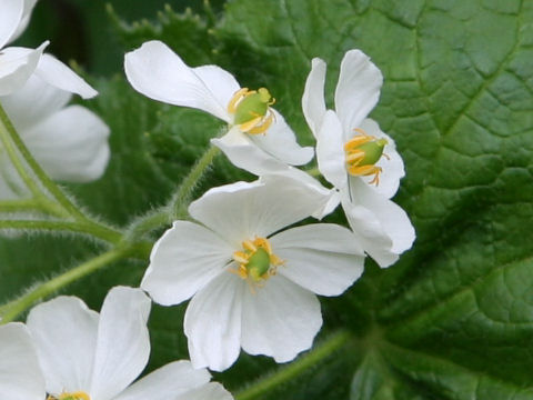 サンカヨウ Diphylleia Grayi