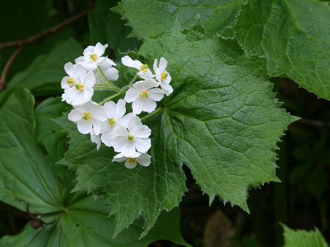 Diphylleia grayi